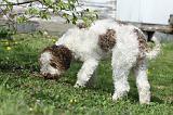 LAGOTTO CAVAGE 015